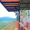 sultan_mango