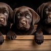 chocolatedreams29