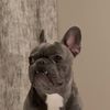 pollyyroo