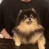 sanx.vv