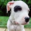 2.dogoargentino_2.bully