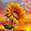 forever_shineake