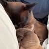 velvetpaw_