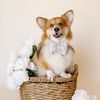 freddythefluffycorgi