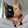 venustwofacecat
