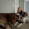 pupbrothers1822