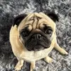 dollypugglasgow
