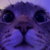 charleskings66