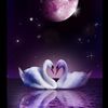 serenity_88.88