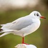 funnygull
