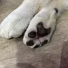 5265822cb