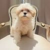 dixie_the_maltipoo_11
