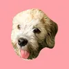 teddythedandie