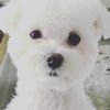 deor_the_maltese