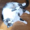 bootz_and_catz