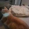 catsbestchris