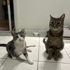 purfectfelines