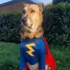 dog_kora_