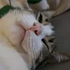 ilovemycatlookathim