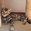mya.thebengalprincess