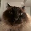 books.and.whiskers