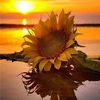 sabor_sun
