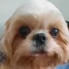 m_furbaby