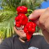 iwant.a.pepper