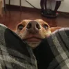kittsuya