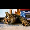 just_cat_artur.s.s1