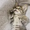 nnnnnmamk