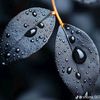 sunflowers_477