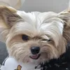 tyson_chorkie