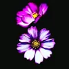 ali.asma786
