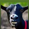 hotgoat555