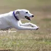 pooches2019