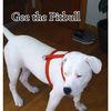 gthepitbullandme