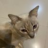 catozycat