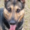 DrugSniffinDog