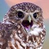 superb.owl.sunday