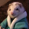 moistferret
