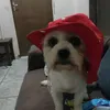 simonenatanaeloli