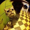 garfields_hairytoes