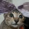 totocazz