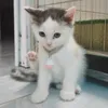 babycat2819