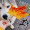Lady Husky Siberians