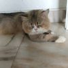 salsabilaputrizaa
