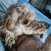 isaac_dolphin