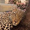 neweratiger5
