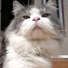 suki.echi